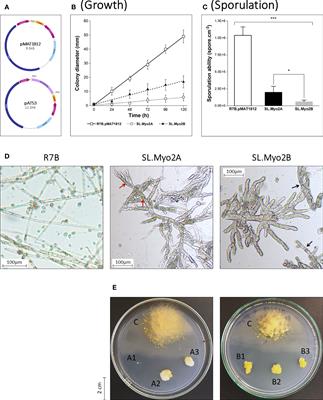 Myosin-II proteins are involved in the growth, morphogenesis, and virulence of the human pathogenic fungus Mucor circinelloides